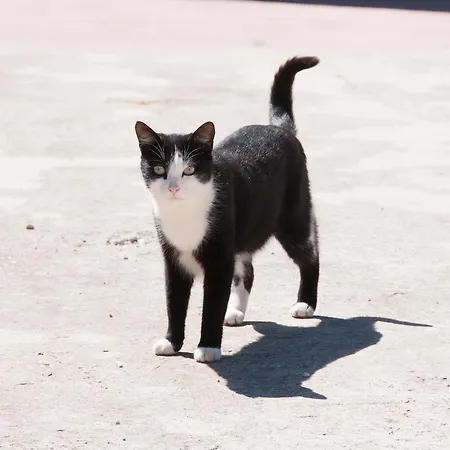 农家乐 Cascina La Romana 多利亚尼